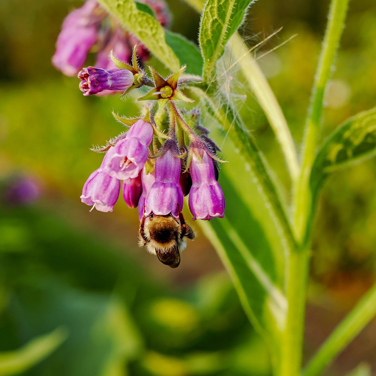 Comfrey Root Cuttings
